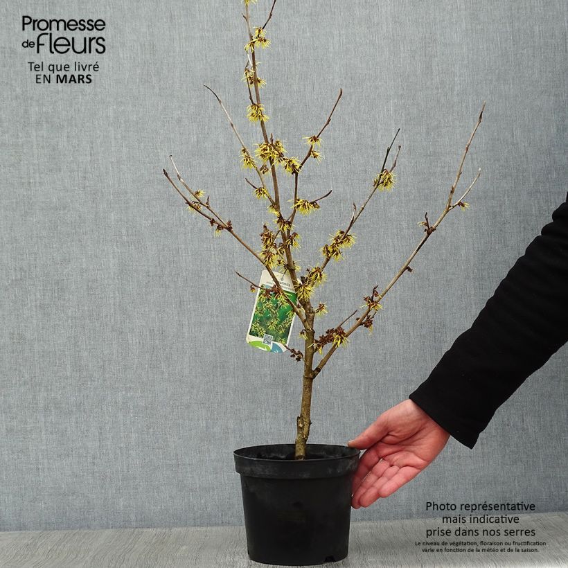 Hamamelis intermedia Westerstede - Amamelide Vaso da 3L/4L esemplare consegnato in inverno