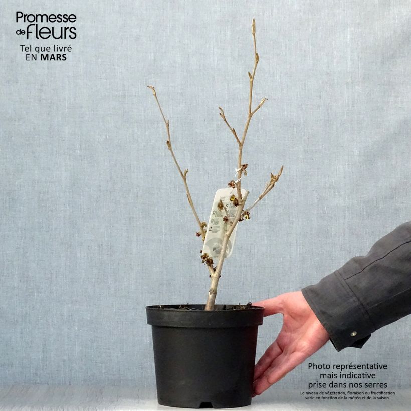 Hamamelis intermedia Westerstede - Amamelide Vaso da 3L/4L esemplare consegnato in primavera