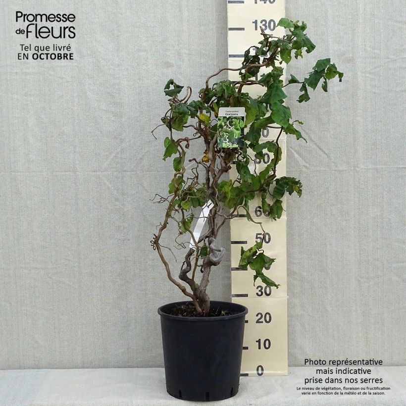 Esemplare di Corylus avellana Contorta - Nocciolo comune Vaso da 12L/15L come consegnato in autunno