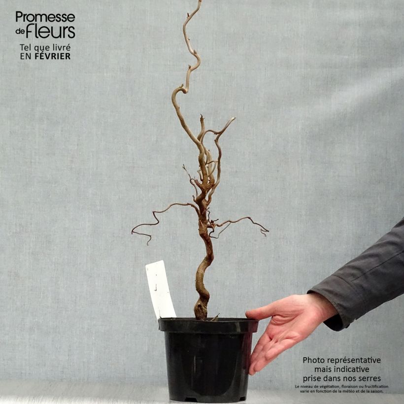 Corylus avellana Contorta - Nocciolo comune Vaso da 3L/4L esemplare consegnato in inverno