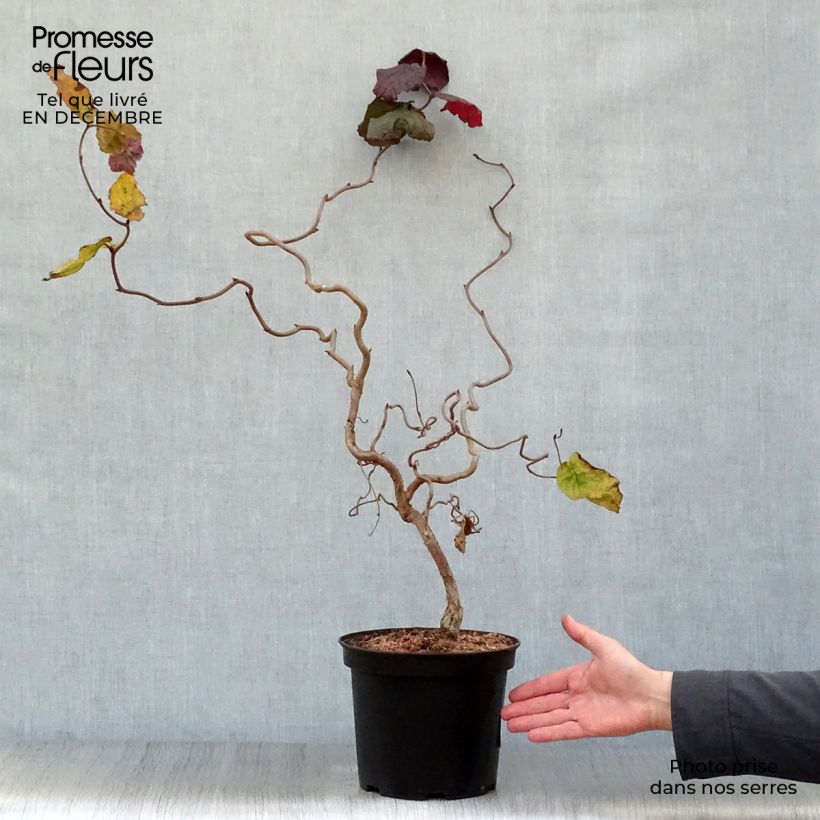 Corylus avellana Red Majestic - Nocciolo comune Vaso da 3L/4L esemplare consegnato in inverno