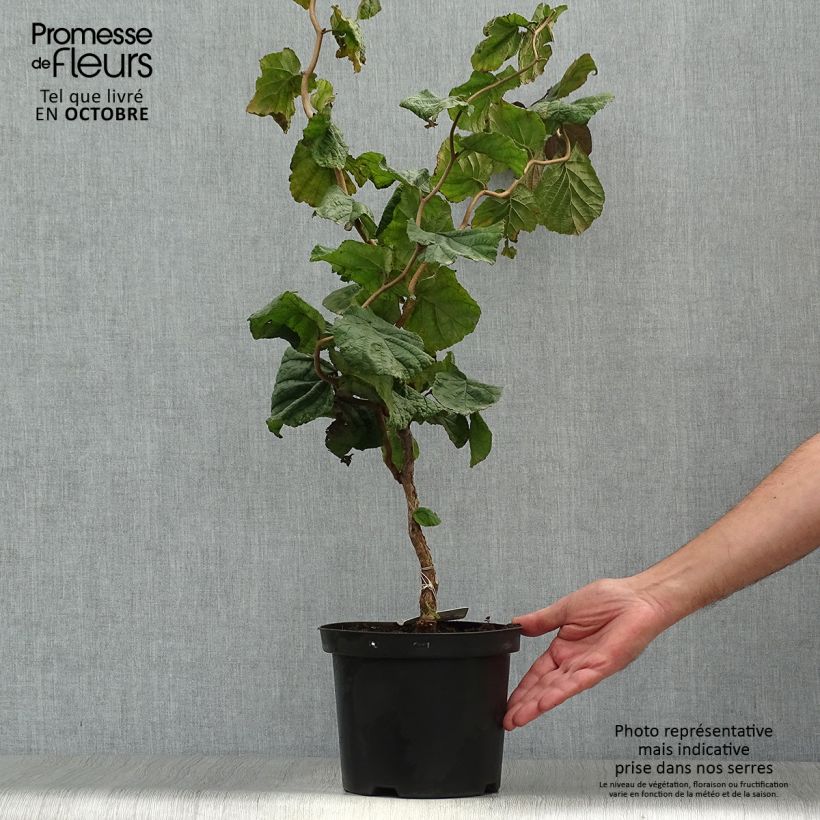 Esemplare di Corylus avellana Red Majestic - Nocciolo comune Vaso da 3L/4L come consegnato in autunno