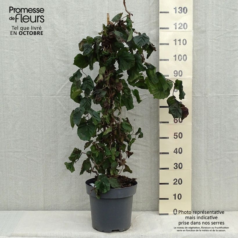Esemplare di Corylus avellana Red Majestic - Nocciolo comune Vaso da 12L/15L come consegnato in autunno