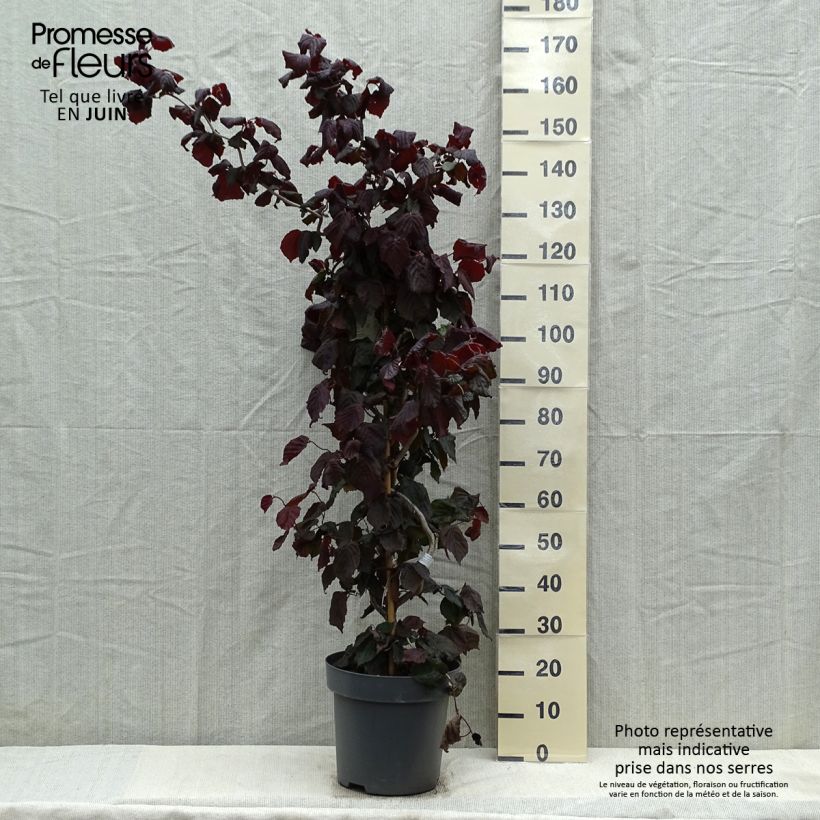 Corylus avellana Red Majestic - Nocciolo comune Vaso da 12L/15L esemplare consegnato in primavera