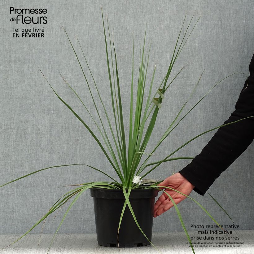 Nolina hibernica La Sibirica Vaso da 6L/7L esemplare consegnato in inverno