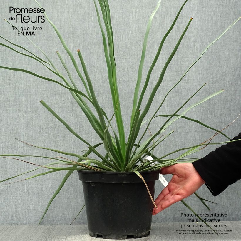 Nolina hibernica La Sibirica Vaso da 6L/7L esemplare consegnato in primavera