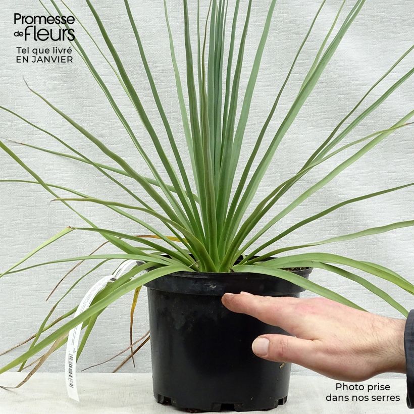 Nolina nelsonii Vaso da 3L/4L esemplare consegnato in inverno