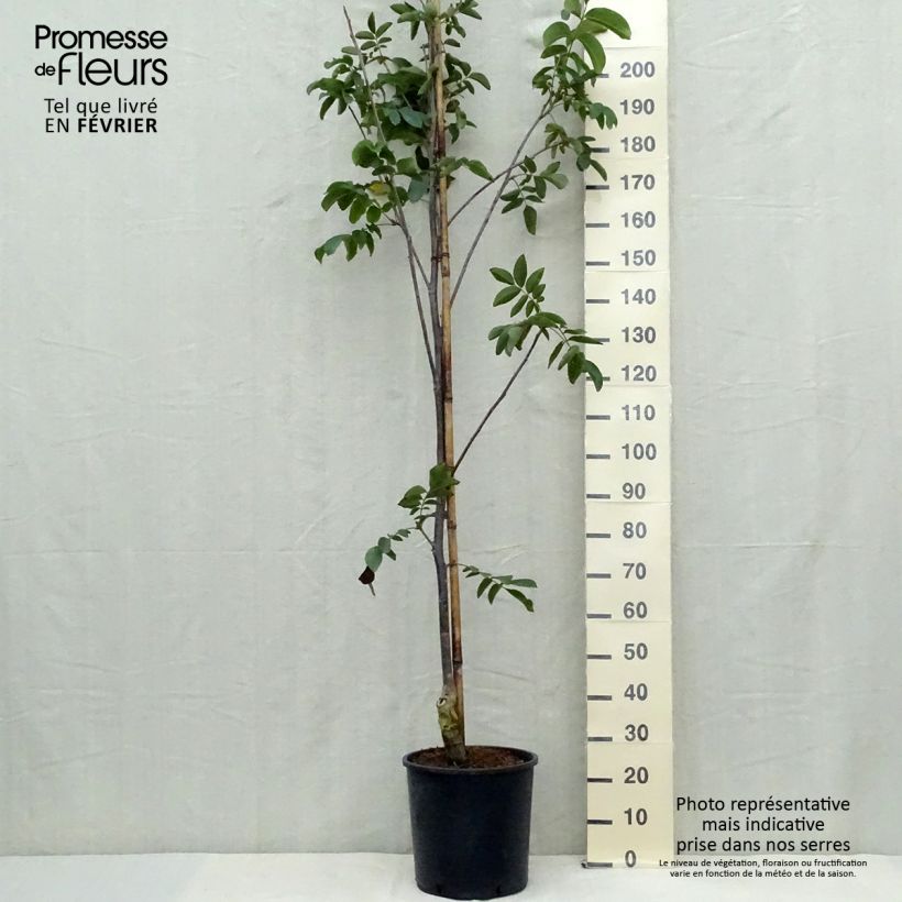 Esemplare di Noce comune Franquette Vaso da 12L/15L, Astone alto come consegnato in autunno