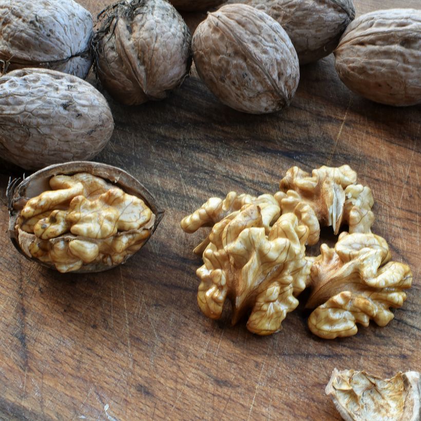 Juglans nigra Corne - Noce nero (Raccolta)