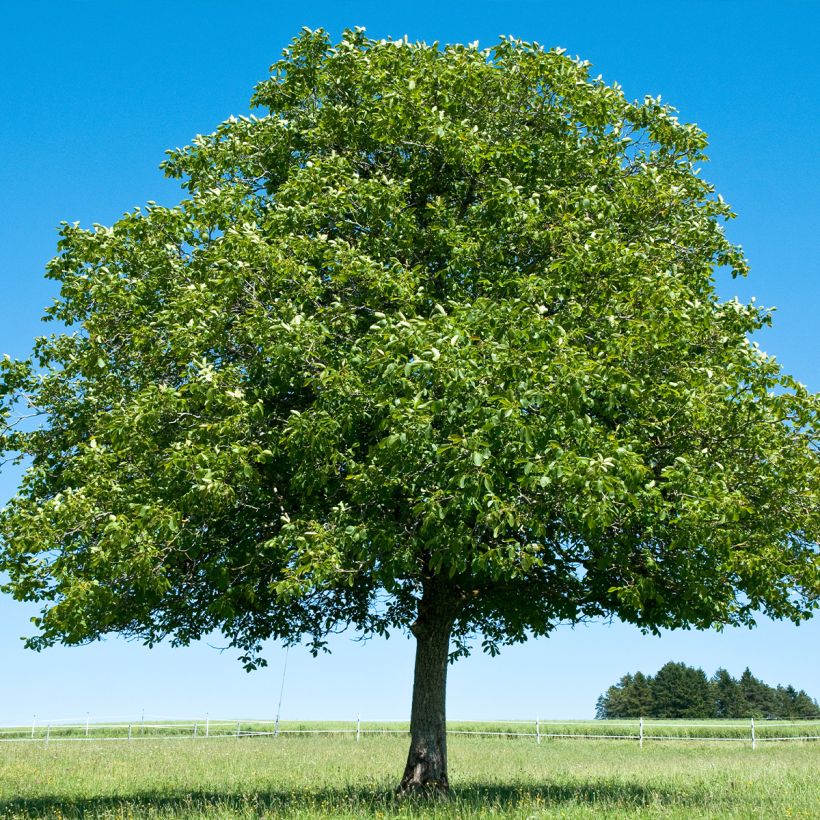 Juglans nigra Corne - Noce nero (Porto)