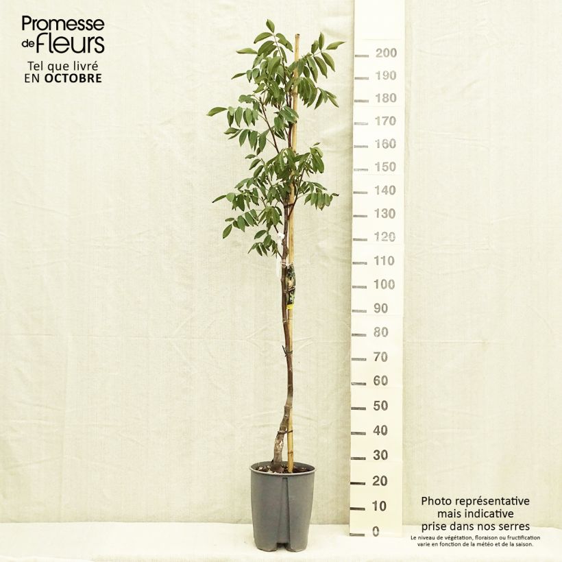 Esemplare di Noce comune Fernor Vaso da 7,5L/10L, Vaso impalcato medio come consegnato in autunno