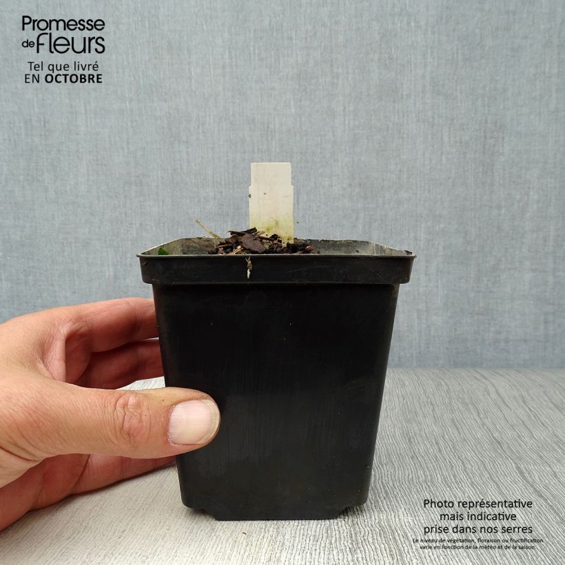 Esemplare di Nuphar lutea - Ninfea gialla Vasetto da 8/9 cm come consegnato in autunno