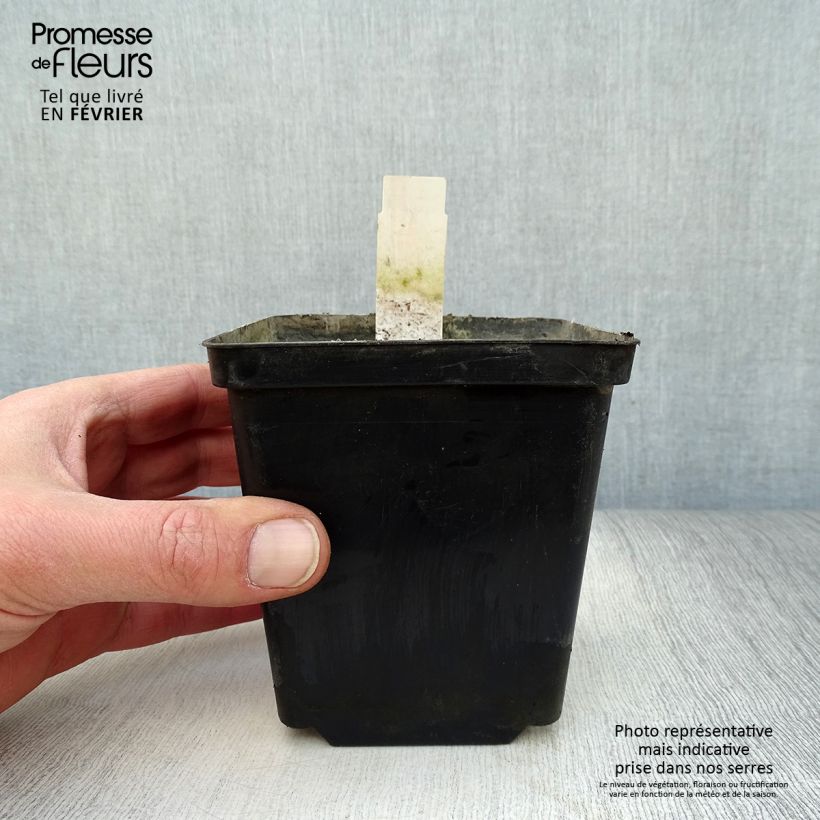 Nuphar lutea - Ninfea gialla Vasetto da 8/9 cm esemplare consegnato in inverno