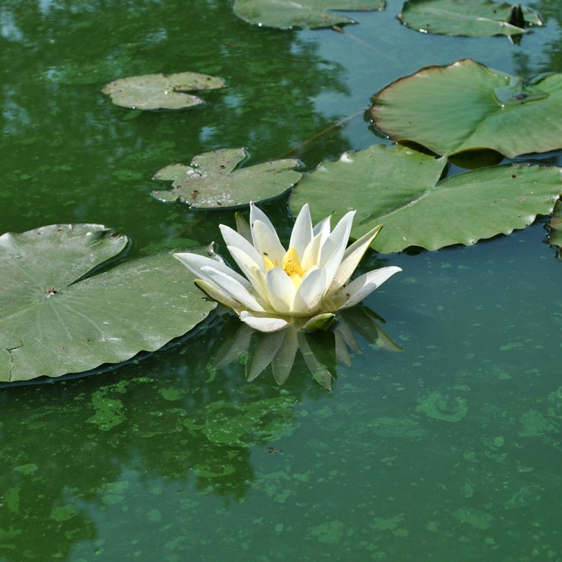 Nymphaea Alba Delicata (Fioritura)