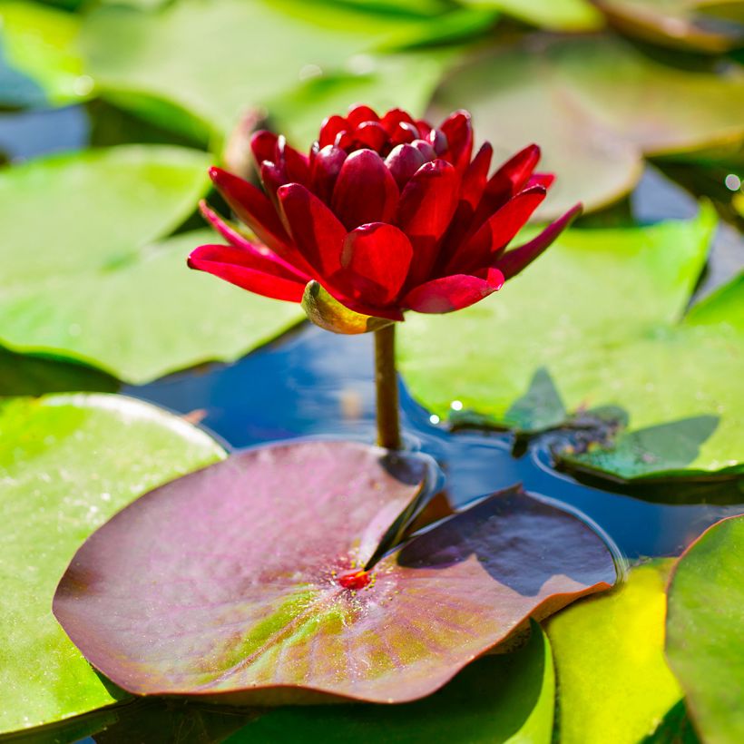 Nymphaea Black Princess (Fioritura)