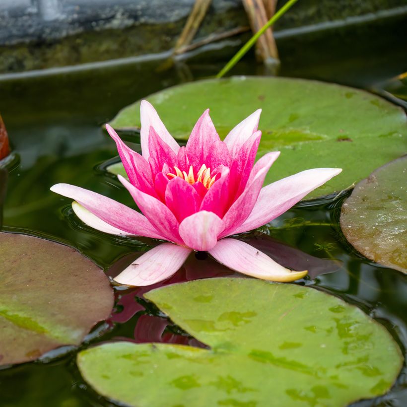 Nymphaea Charles de Meurville (Fioritura)