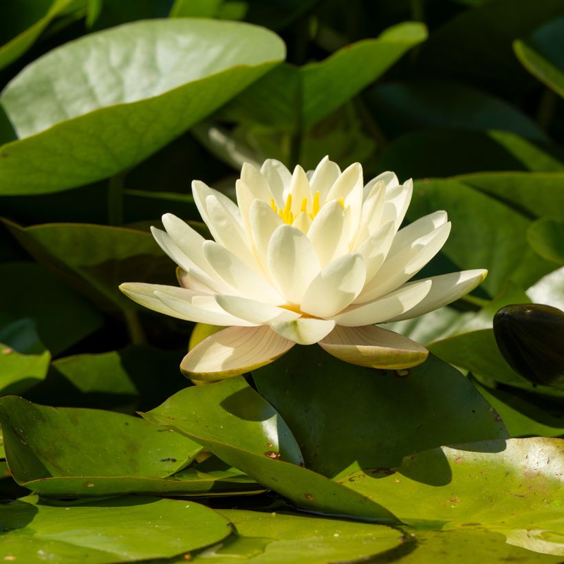Nymphaea Denver (Fioritura)