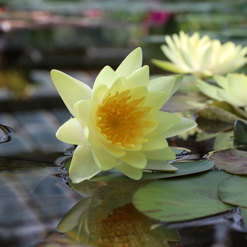 Nymphaea Double Yellow (Fioritura)