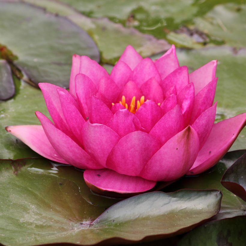 Nymphaea Eros (Fioritura)