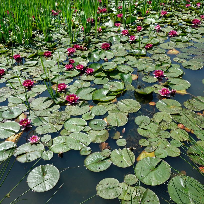 Nymphaea Eros (Porto)