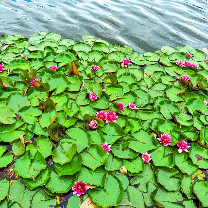 Nymphaea Escarboucle (Porto)