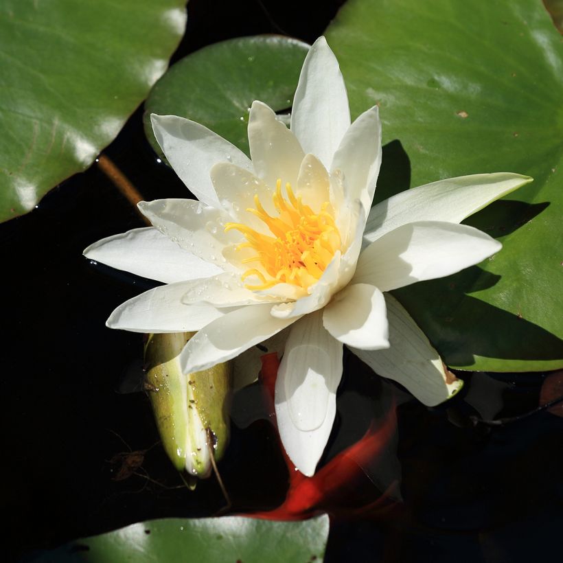 Nymphaea Evelyn Stetson (Fioritura)