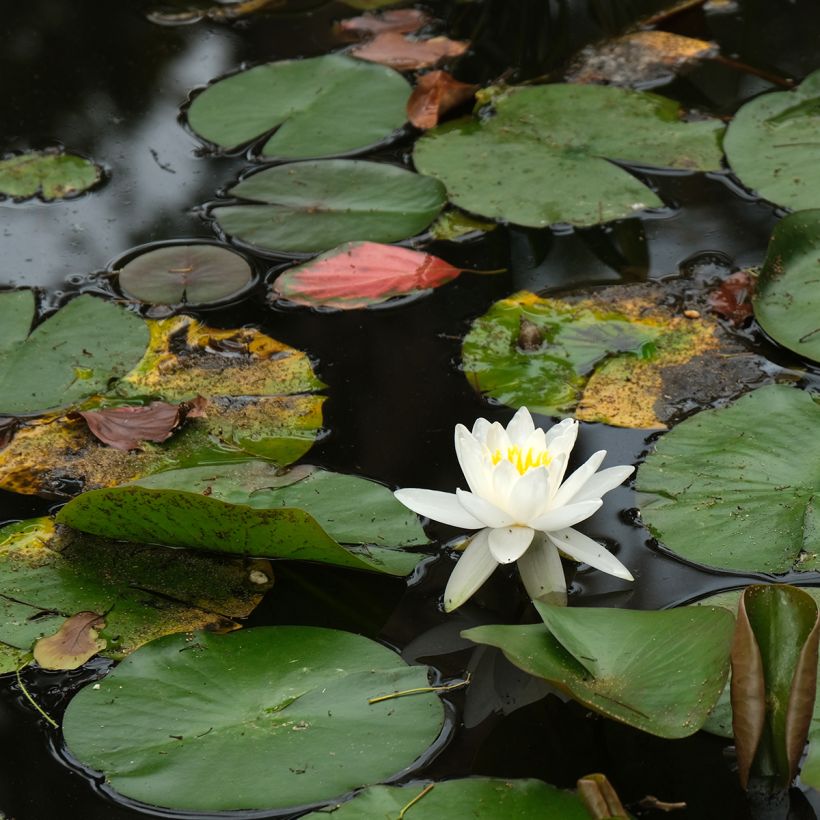 Nymphaea Evelyn Stetson (Porto)