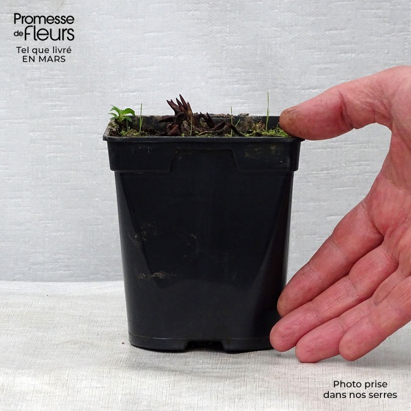 Nymphaea Fabiola Vasetto da 8/9 cm esemplare consegnato in primavera