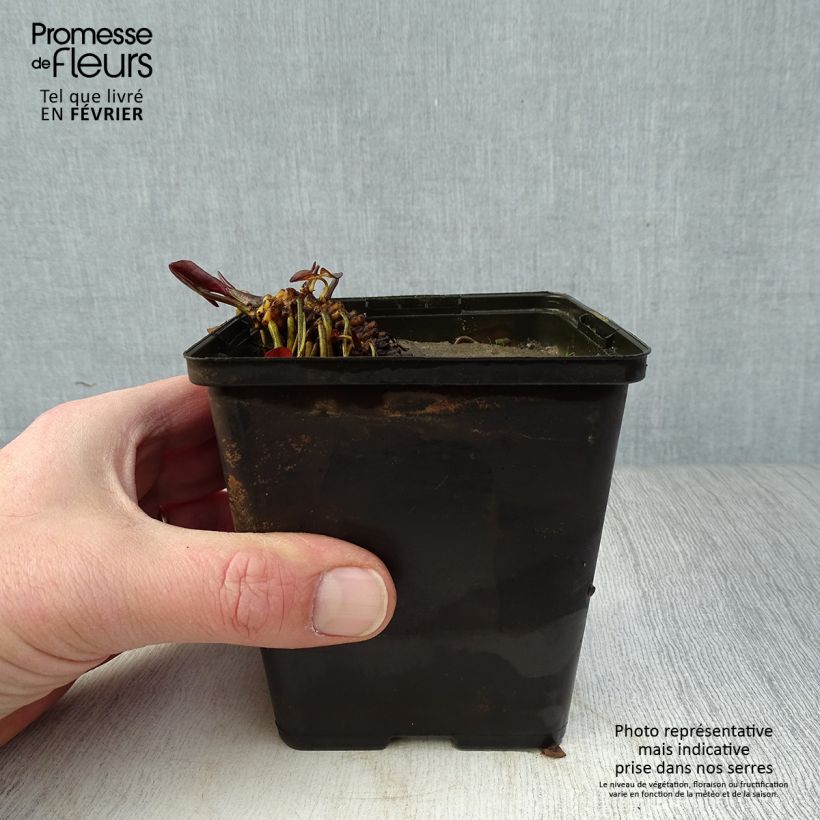 Nymphaea Fabiola Vasetto da 8/9 cm esemplare consegnato in inverno