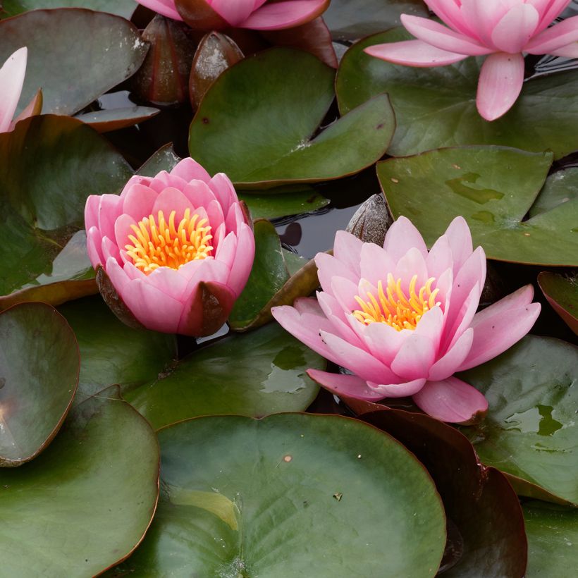 Nymphaea Fabiola (Fioritura)