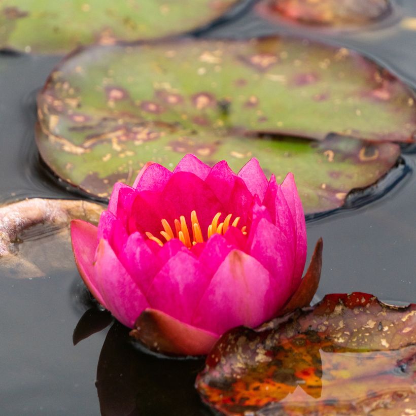Nymphaea Fire Opal (Fioritura)