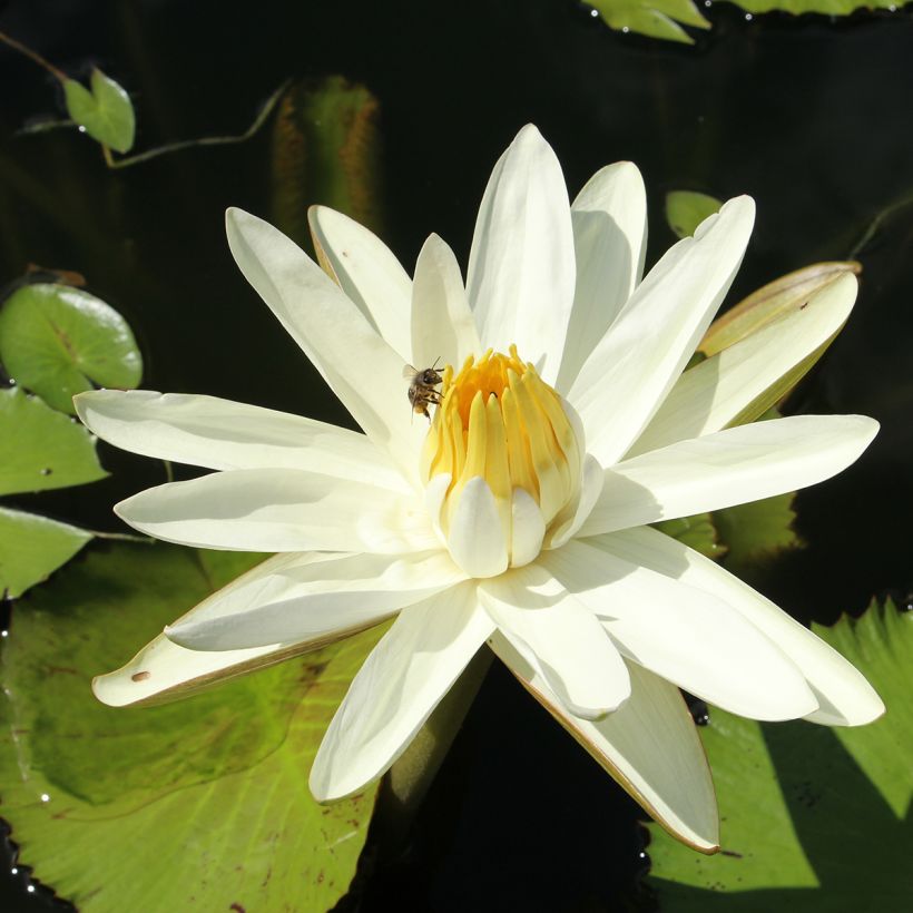Nymphaea Hal Miller (Fioritura)