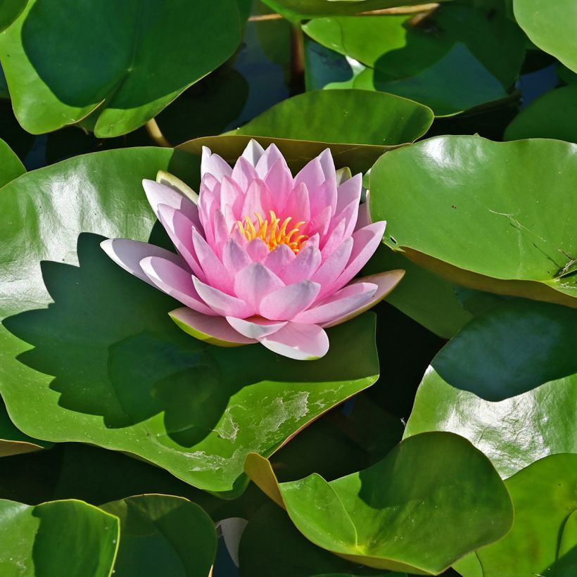 Nymphaea Hollandia (Fioritura)