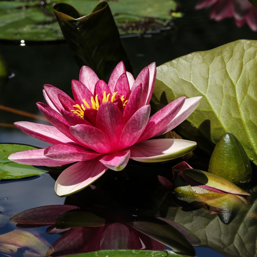 Nymphaea James Brydon (Fioritura)