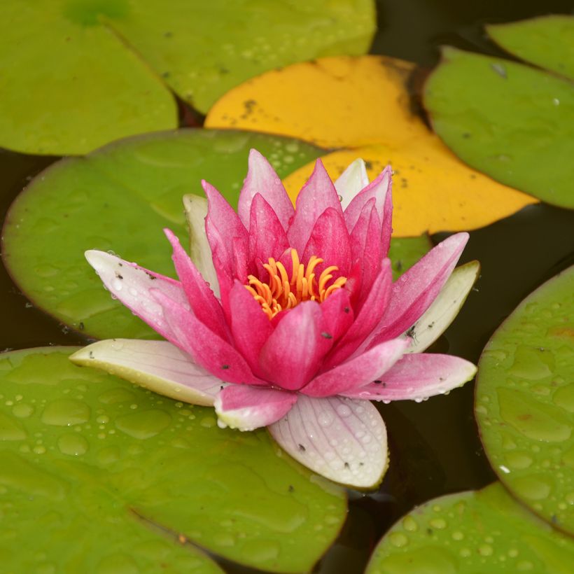 Nymphaea Jean de la Marsalle (Porto)