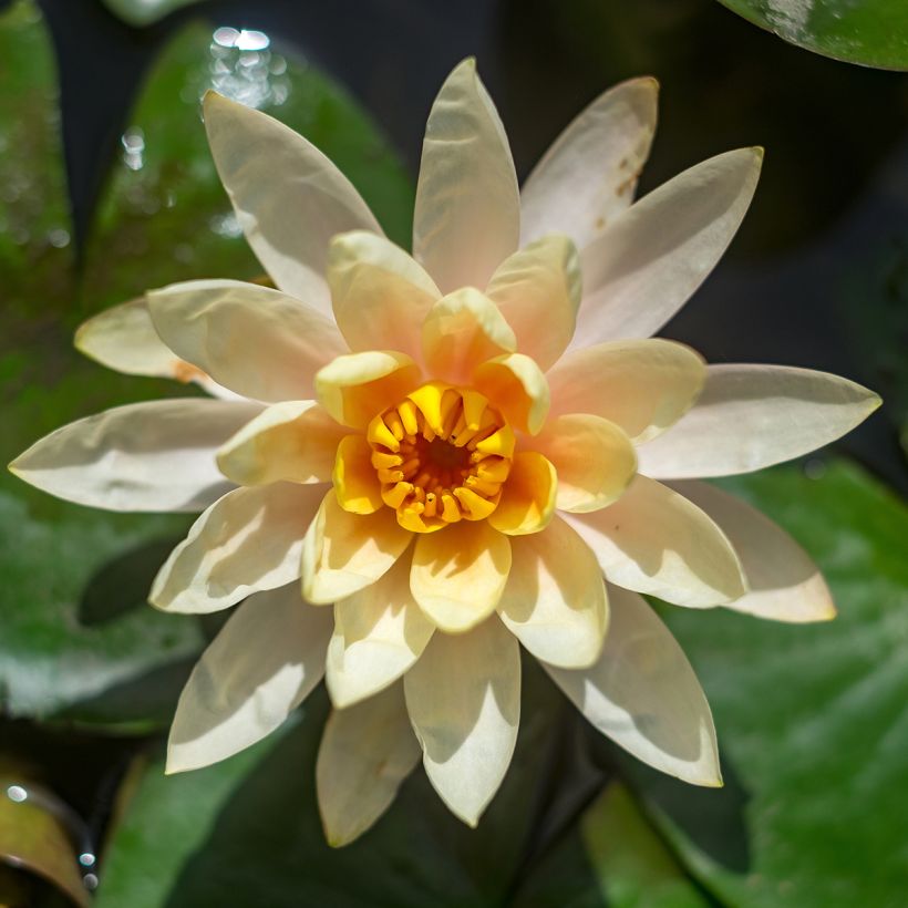 Nymphaea Lemon Chiffon (Fioritura)