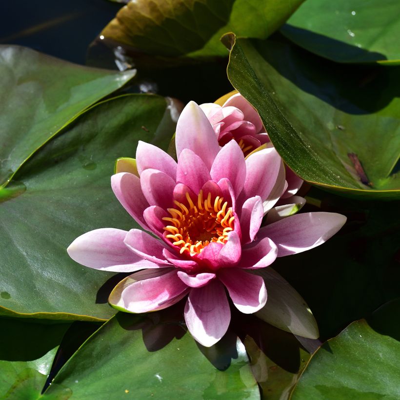 Nymphaea Madame Wilfron Gonnère (Fioritura)