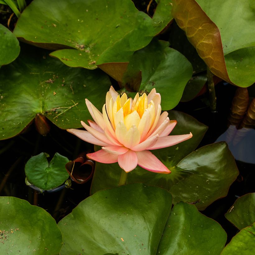 Nymphaea Mangkala Ubol (Fioritura)