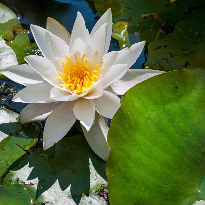 Nymphaea Marliacea Albida (Fioritura)