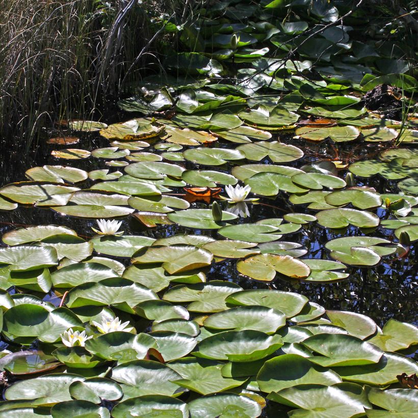 Nymphaea Marliacea Albida (Porto)