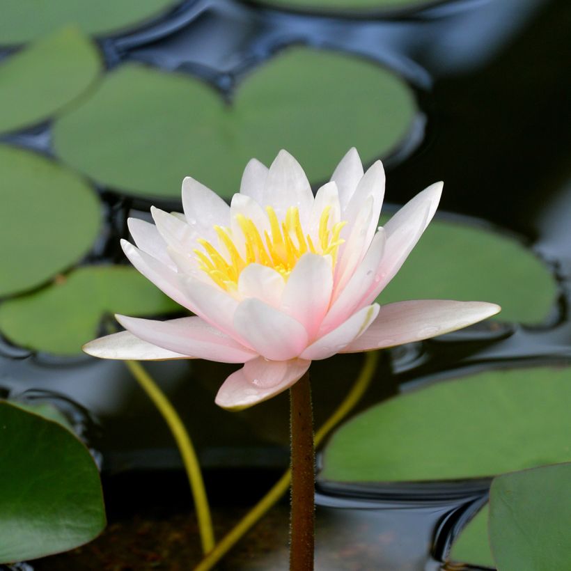 Nymphaea Marliacea Carnea (Fioritura)