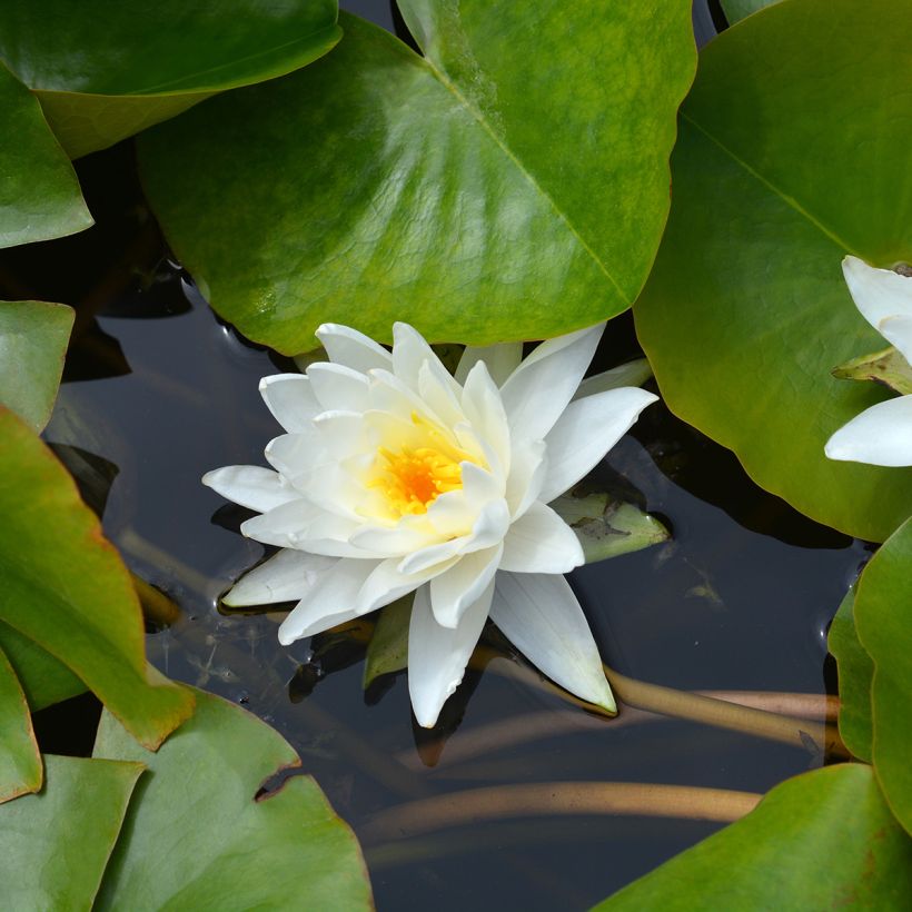 Nymphaea Perry's Double White (Fioritura)