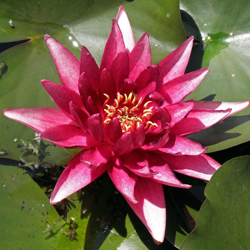 Nymphaea Perry's Red Glow (Fogliame)