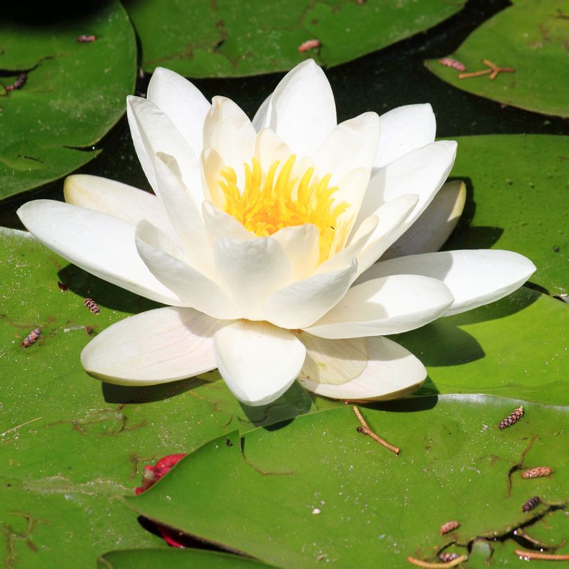 Nymphaea Pygmaea Alba (Fioritura)