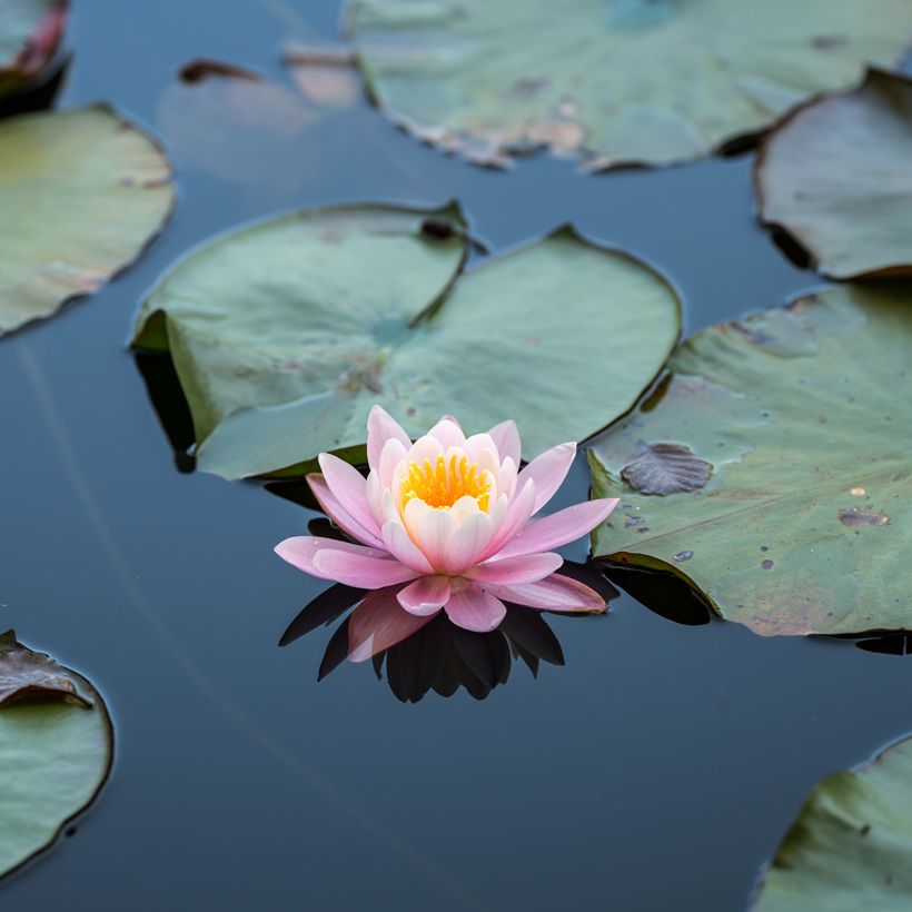 Nymphaea Ray Davies (Fioritura)