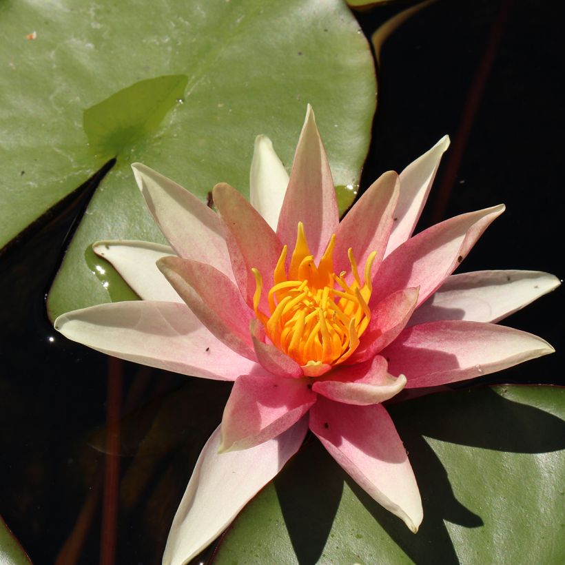 Nymphaea Sioux (Fioritura)