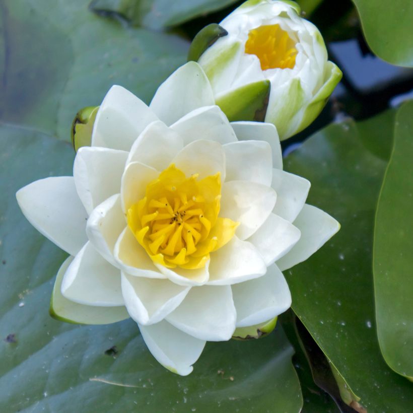 Nymphaea Virginalis (Fioritura)