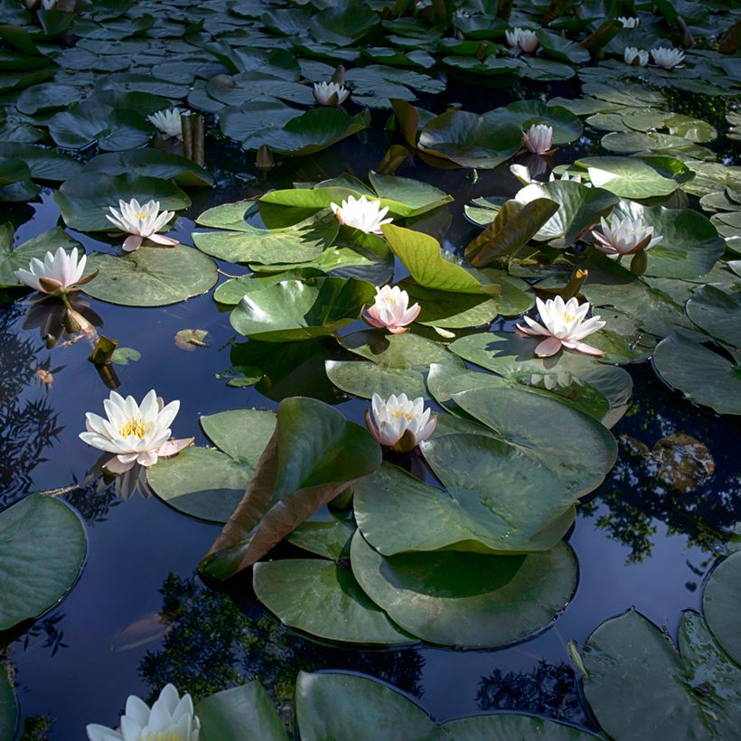 Nymphaea Virginalis (Porto)