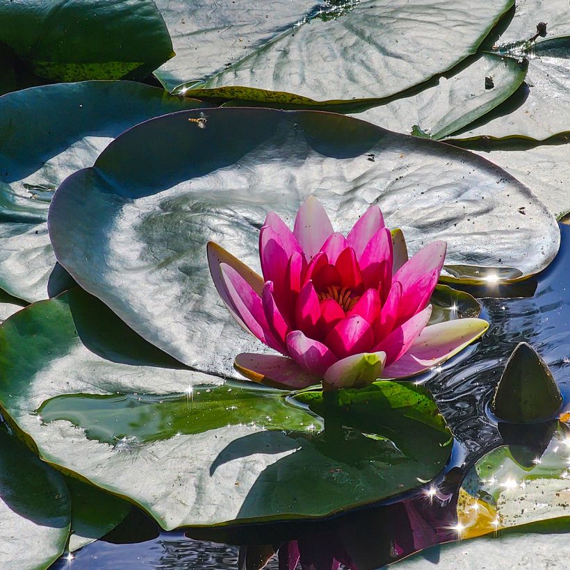 Nymphaea Escarboucle (Fioritura)