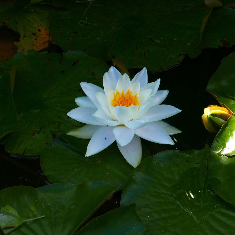 Nymphaea odorata Alba (Fioritura)